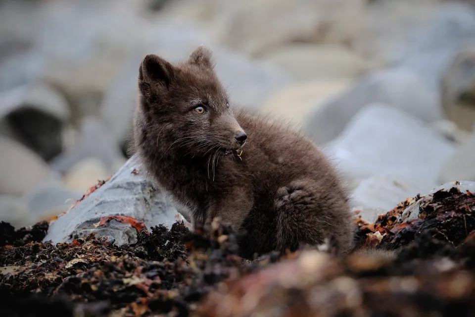 A man standing on a cliff overlooking Hrafntinnusker